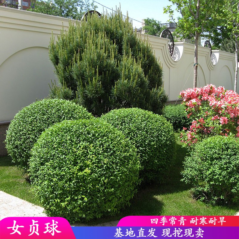 速发贞叶小球球形植物亮晶贞球树状棒棒糖贞造型树院庭绿化
