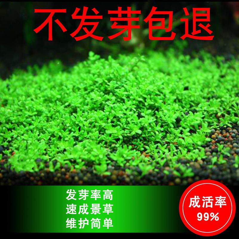 速发草水人懒入门级增物淡水四季鱼缸里的绿缸水养植氧鱼植装饰