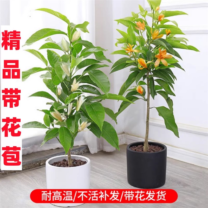 速发院兰花盆栽玉兰花带庭苞黄兰台花白浓香型花卉四季开花植物