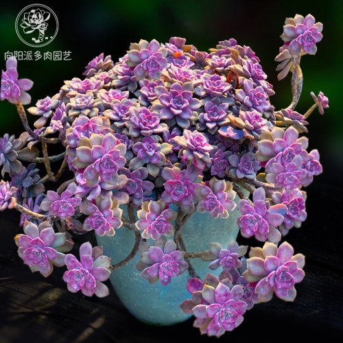 紫乐易度夏好养大老桩悬t崖造型朵朵一物一拍多肉植物群生向阳派