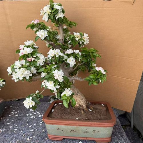 直播一物一c拍 海棠花海棠果 赏花赏果盆栽地栽 阳台庭院懒人花卉