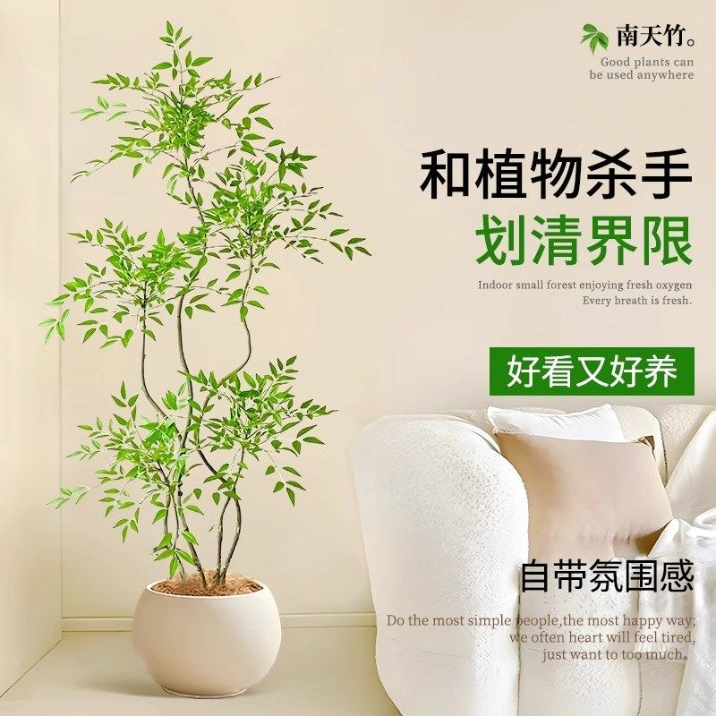 造型南天竹客f厅沙发边盆栽大型绿植物办公室内旺宅真花大号禄植