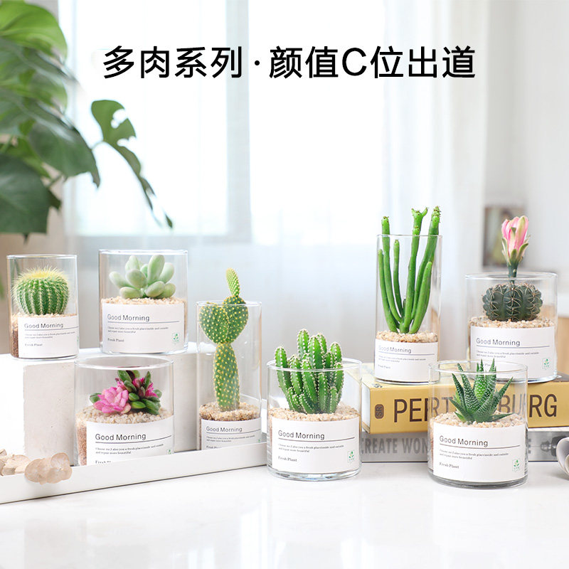 多肉植物仙人掌仙人球肉肉组合盆栽办公I室内花卉防辐射桌面小绿