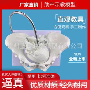 胎儿助产示教模型女性盆骨模型分娩骨盆模型分娩示教骨盆模型