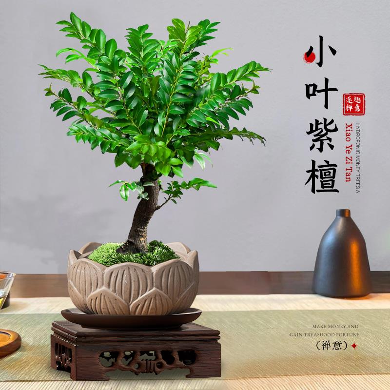 小叶紫檀盆景室内盆栽老桩绿植茶几客厅办公桌面绿植树苗四季好养