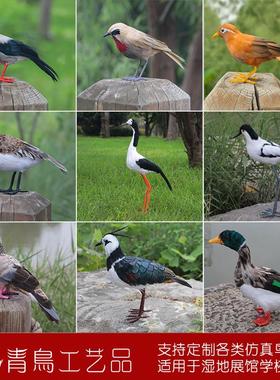仿真鸟类模型长脚鹬凤头麦鸡八哥秋沙鸭斑鸠湿地展馆学校教具定制