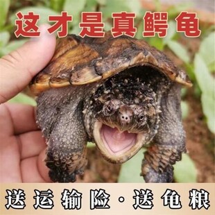 苗鳄龟凶鱼猛鳄龟鳄龟爆刺杂佛纯佛宠J鳄物龟观赏龟北美小龟新款