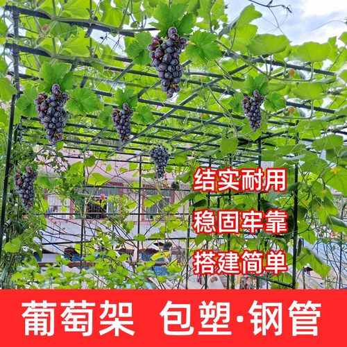 葡萄架爬藤种菜架花卉庭院支撑花架黄瓜架包塑钢管攀爬杆藤蔓植物