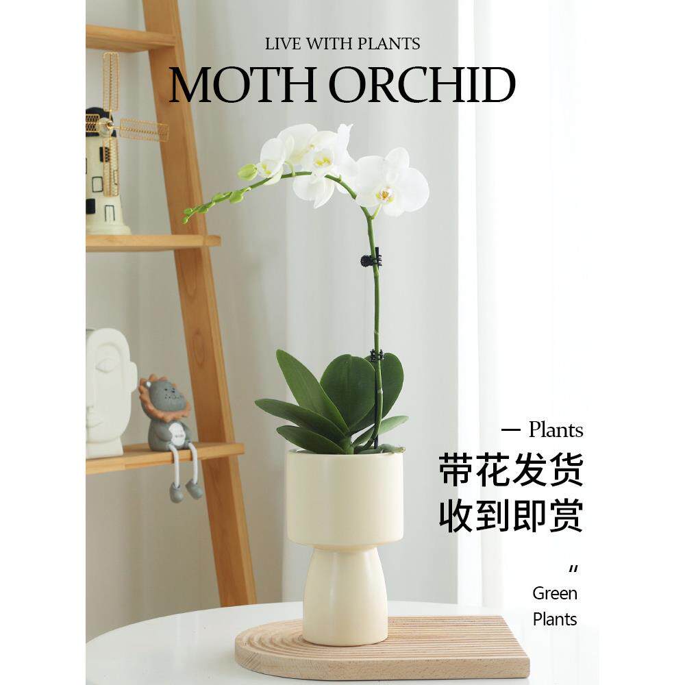 蝴蝶兰盆栽带花花卉植物室内花苗客厅特级兰花鲜花盆景四季好养活