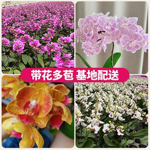 带花剑蝴蝶兰带花键带花苞多年生花卉植物室内花绿植盆栽真花兰花