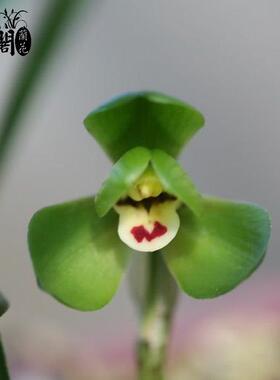 刘阁兰花 春兰老种兰花苗 环球荷鼎 冬带浓香花苞出售室内阳台草