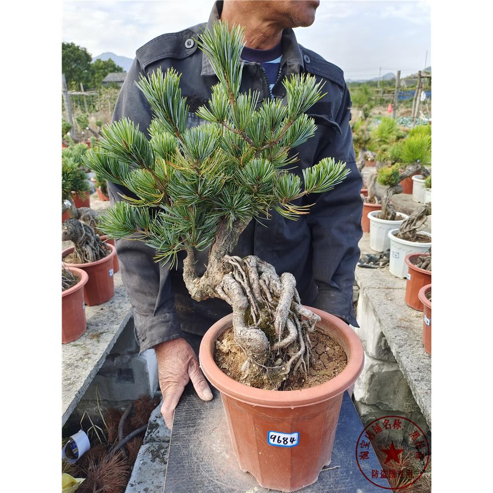 五针松 嫁接提根黑松 盆景 盆栽 阳台 庭院 楼顶 带盆发货 包邮
