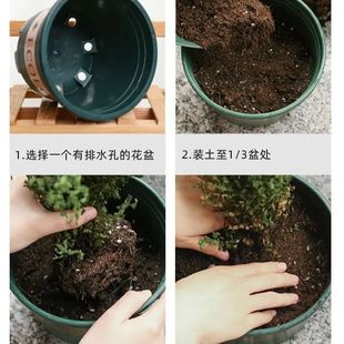 30斤大包营养土养花绿植通用型肥料土壤种菜家用有机花泥花土