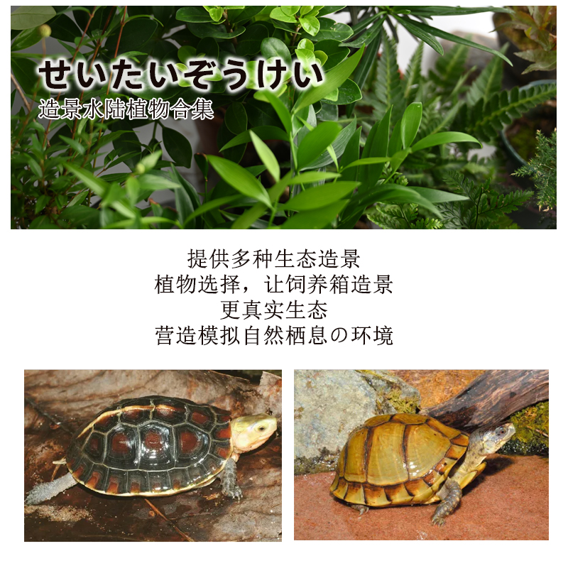 黄缘乌龟专用缸造景草真植物半水龟爬宠饲养箱生态环境绿植套餐