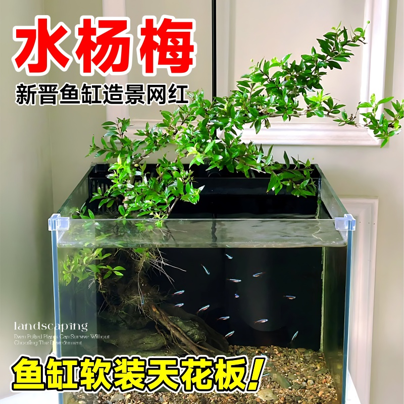 水杨梅鱼缸造景老桩挺水植物水培根大根盘原生缸矮绿植微型盆景