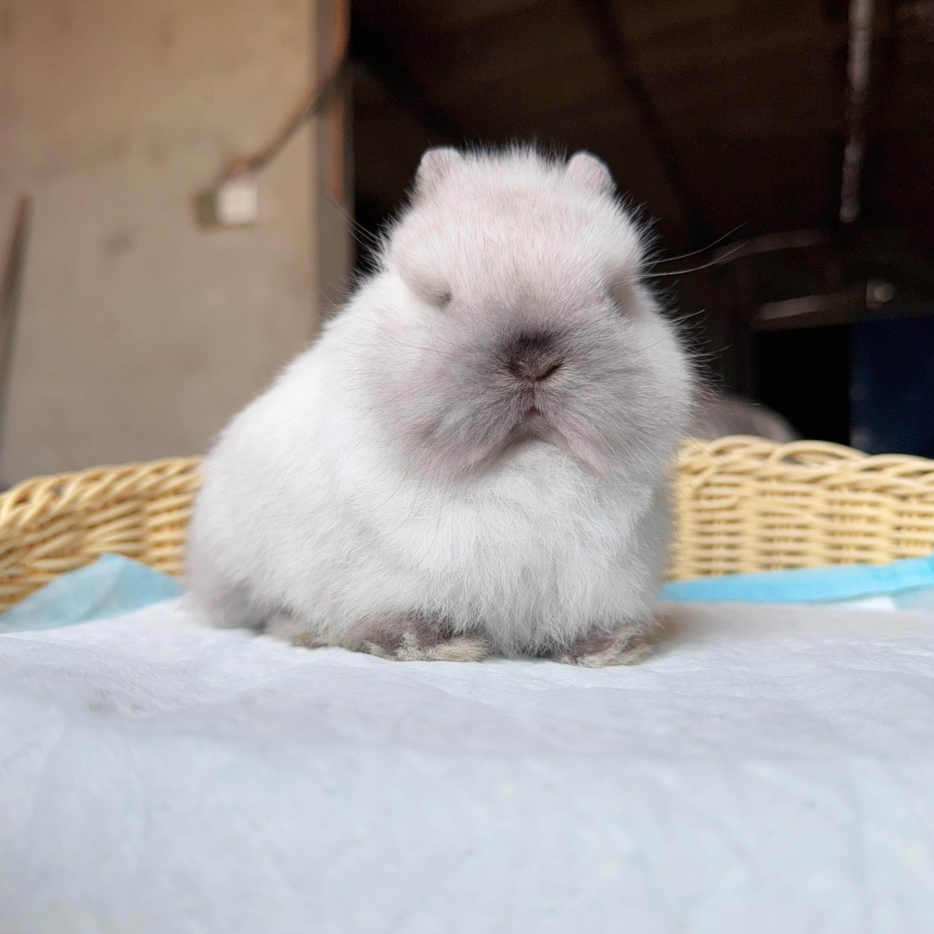 迷你侏儒兔子宠物兔寝室宠物兔活物凤眼海棠荷兰泰国茶杯兔子活体,宠物/宠物食品及用品,兔,淘宝优惠券,粉丝福利购,淘宝优惠卷