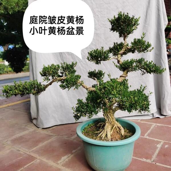 名贵黄杨树精品雀舌小叶造型黄杨盆景皱皮黄杨老桩室内四季常青