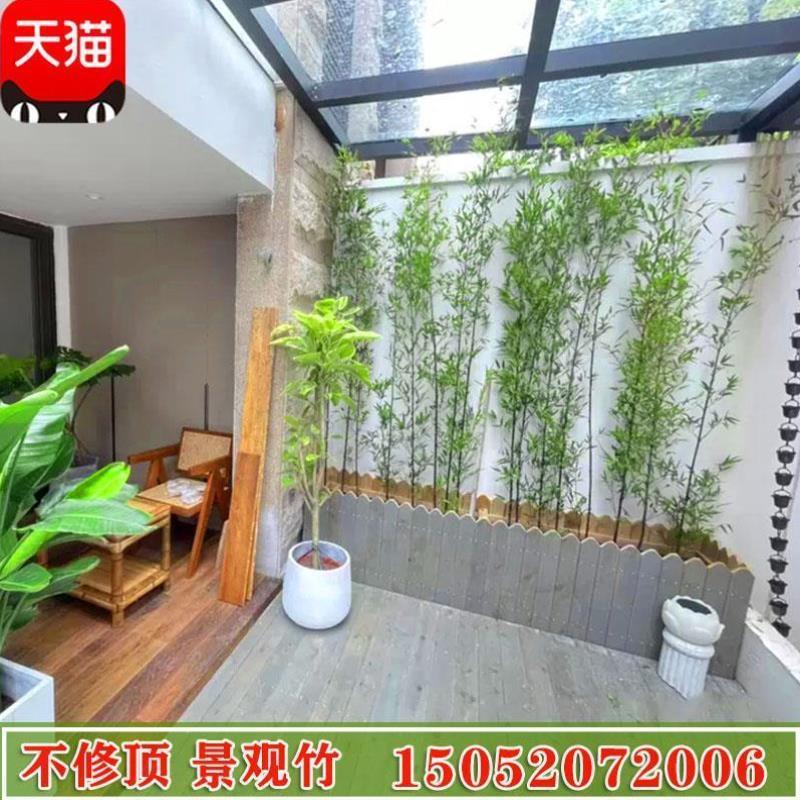 不修剪全冠带梢头不去顶景观竹金竹绿竹紫竹庭院观赏竹四季竹子苗