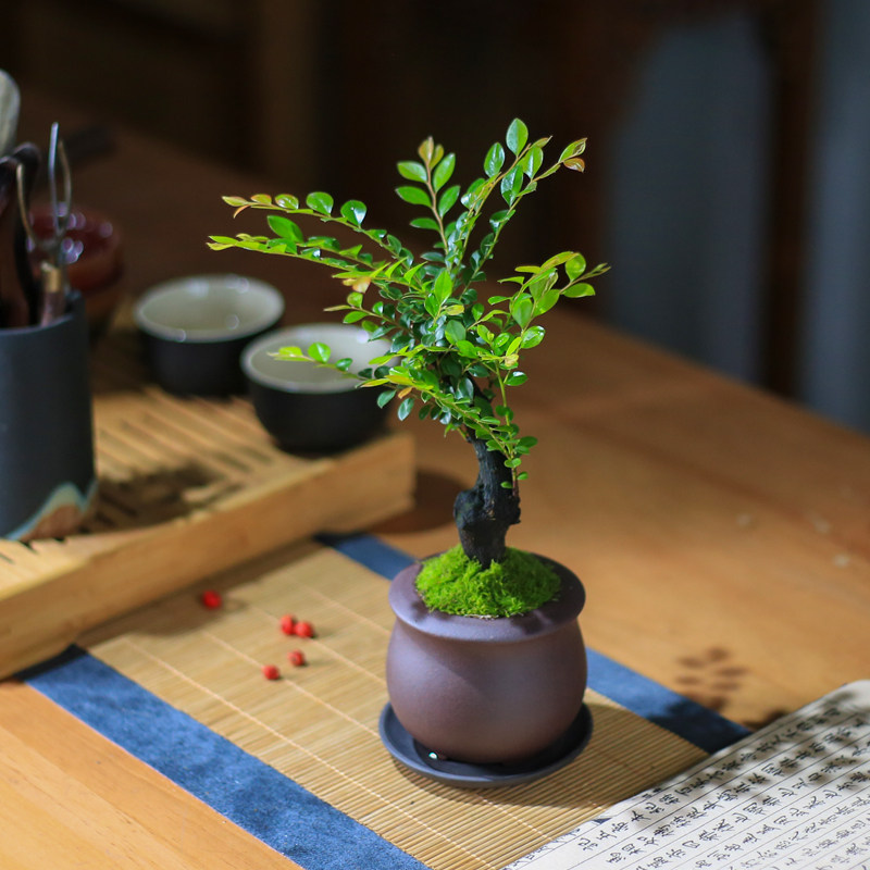 独枝小叶紫檀盆景l老桩树苗办公室桌面绿植室内茶室植物黑骨茶盆