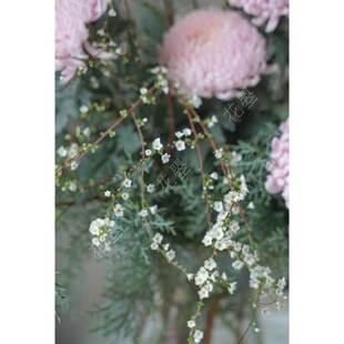 雪柳花牡丹菊雪花松组合混搭花束花D艺花瓶插花鲜花水养真花鲜切