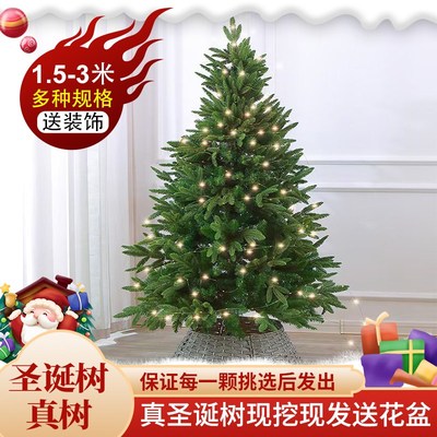 真的圣诞树真树活的云杉圣诞树盆栽大型小型2024新款圣诞树诺贝松