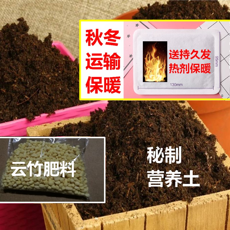 云竹原盆唐山云竹唐山矮文竹云松竹唐山矮生云竹盆栽包邮植物