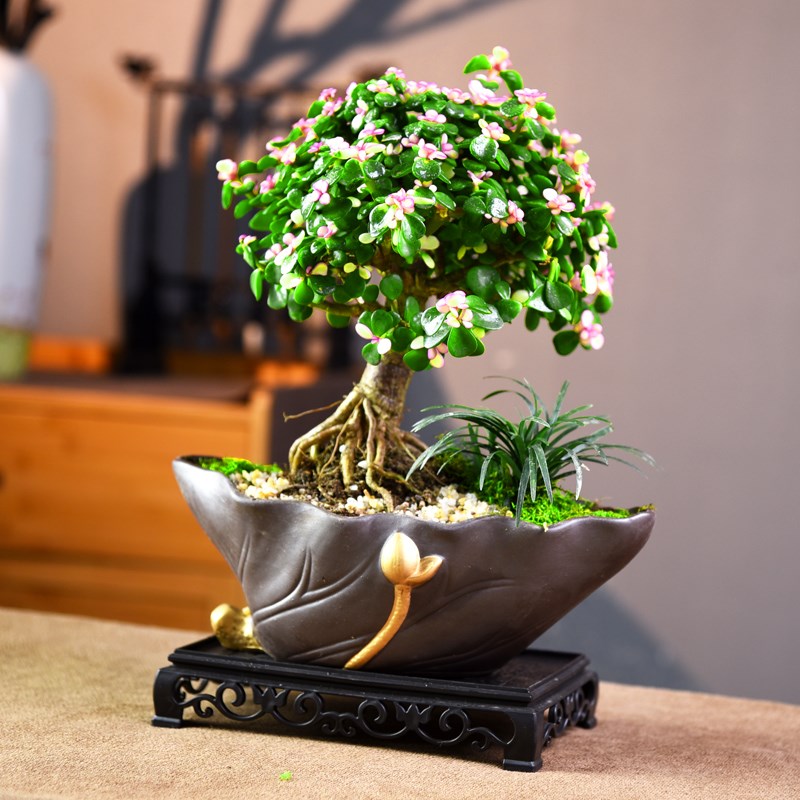 金枝玉叶老桩提根盆栽室内书房茶室办公多肉中式植物好养盆景礼品