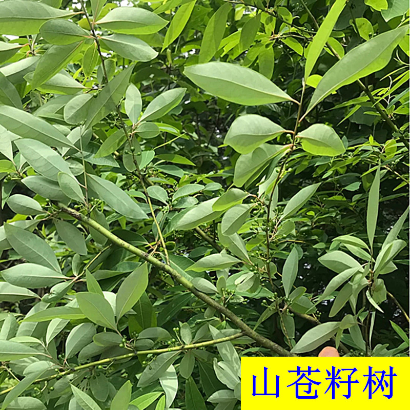 客家梅州山苍子助睡眠枕头天然野生睡枕木姜子新鲜护颈椎神器