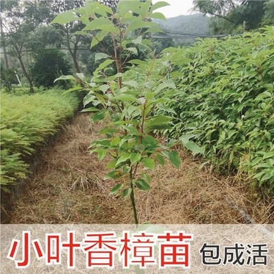 小叶香樟树苗樟树树苗驱蚊虫树苗四季常青庭院种植盆栽地栽绿植苗
