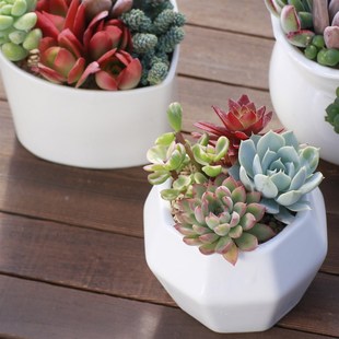 室内盆栽植物不需要阳光喜阴客厅绿植好养活办公桌上装饰摆件多肉