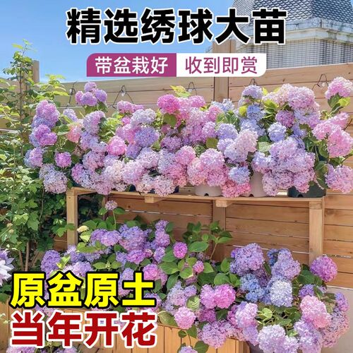 绣球花苗无尽夏四季开花绣球花C盆栽庭院好养的花卉植物室内花