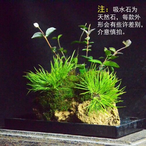 附石菖蒲吸水石配狼尾蕨盆栽室内桌面小盆景绿植苔W藓微景观水培