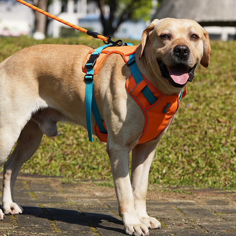 背心式狗狗牵引绳中大型犬拉布拉多金毛J柯基胸背带可调节遛狗绳