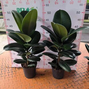 绿色黑金刚橡皮树花叶子苗老桩盆栽绿植植物室内易活四季客厅花卉