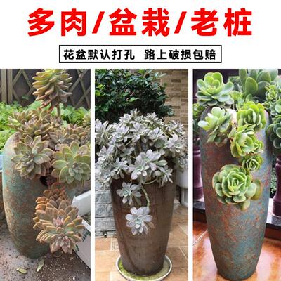多肉缺口花盆复古陶瓷透气悬崖桩紫乐粗陶九尾狐盆盆栽大口径高瓶