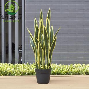 仿栽真花黄边具虎皮兰外母舌龙003舌兰绿植盆组合造景卉道摆件