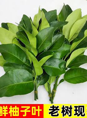 新鲜柚子叶带枝当天采摘多年绿植老树柚子叶出狱祈福沐浴套餐乔迁