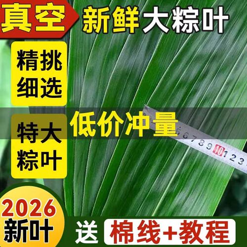 粽叶新鲜棕子大号清香包粽子专用