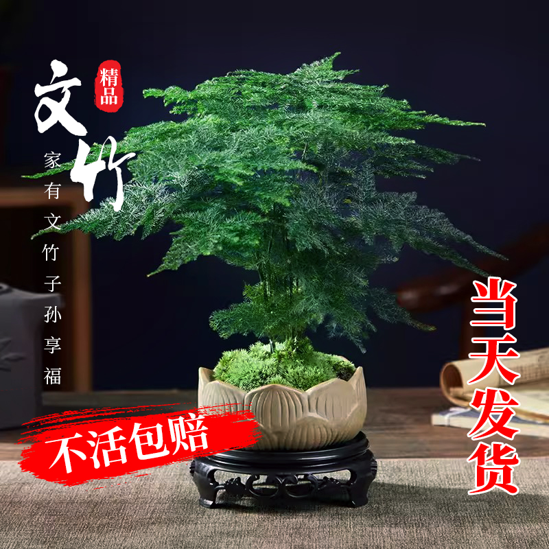速发精品文竹盆栽室内高端盆客小叶赤楠景厅办公室桌面小绿植云培