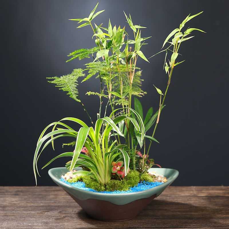 新款直销兰花组合家用盆室内创意陶瓷绿植盆景盆摆件蝴蝶兰文竹紫