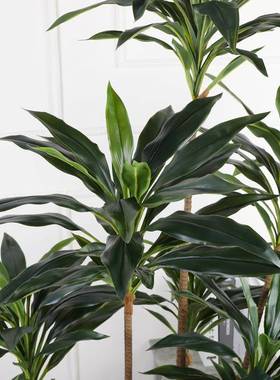 XY-54107仿真朱蕉树双龙血铁树天鹅绒盆色景仿真大绿盆栽酒店场植
