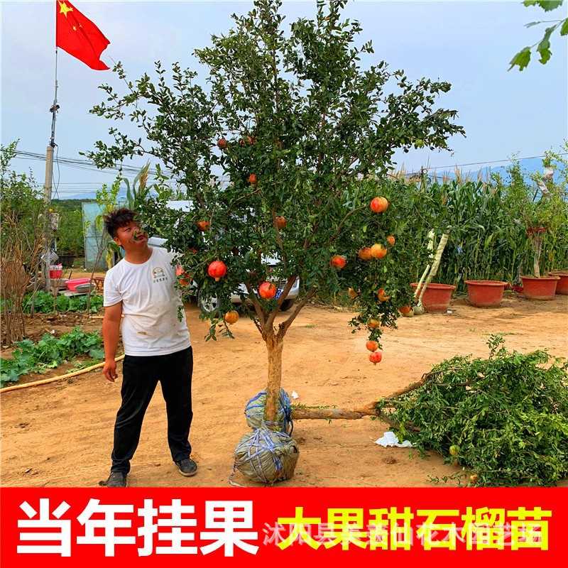 特大石榴树树苗突尼斯软籽地栽庭院果树黑子无籽甜石榴大树带土球
