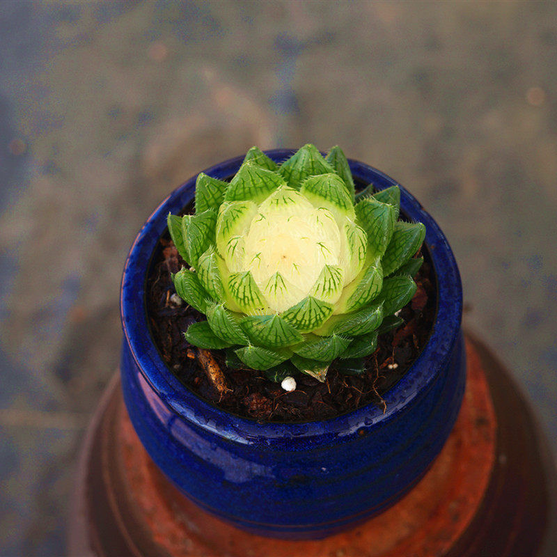 樱水晶锦宝莲灯多肉植物栽好发货稀少品种晶莹剔透玉露款花卉绿植