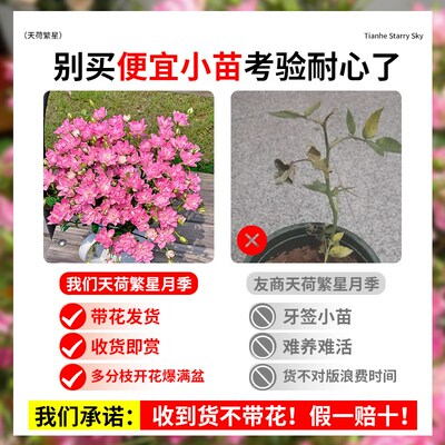 天荷繁星月季花盆栽微型灌木浓香天河四季开花玫瑰果汁阳台花苗