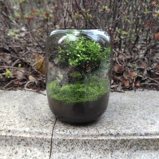 速发生命之树小叶赤楠九里香微景观手态瓶生工造景苔藓盆栽成品活