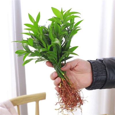 速发水培花瓶驱蚊竹柏水养植物室内客厅桌面绿植盆栽台花卉四季常