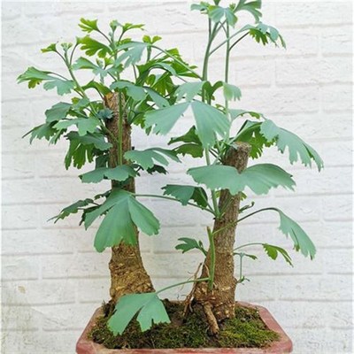速发银杏盆景树桩盆栽老o桩中小型绿植盆景小桩造型白果
