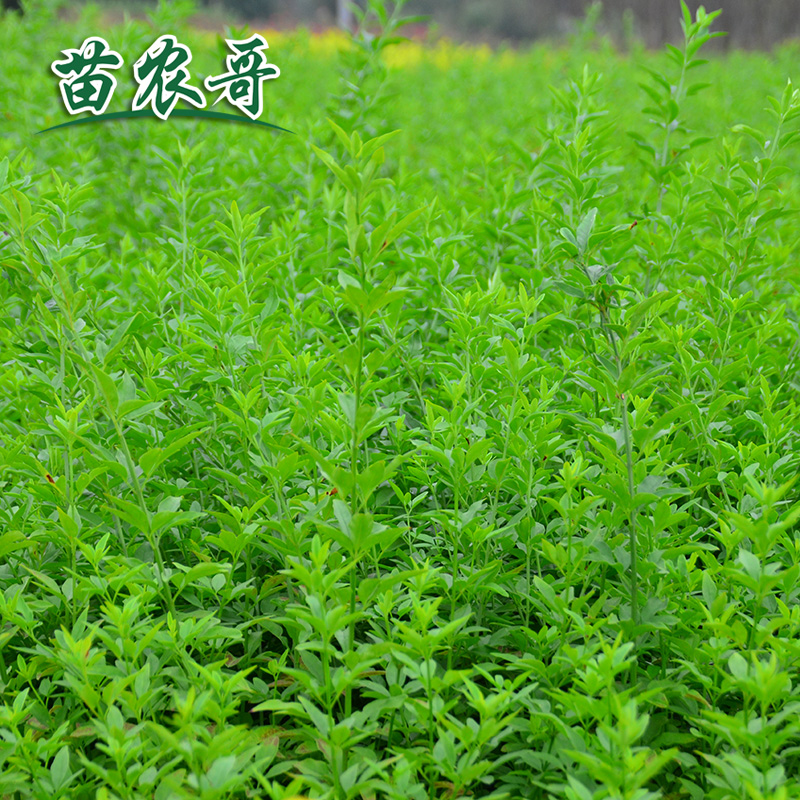 云南黄馨 迎春花庭院花园四季常青绿化苗木小区园林绿化苗 树苗