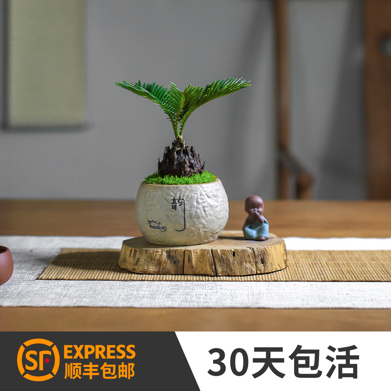 铁树苏铁迷你盆景盆栽四季常青中式禅意绿植室内茶室办公室好养