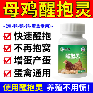 母鸡醒抱灵恋窝醒抱药鸡鸭鹅趴窝不起抱窝药孵小鸡醒抱饲料添加剂